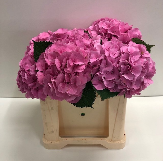 Hydrangea elbtal pink.jpg